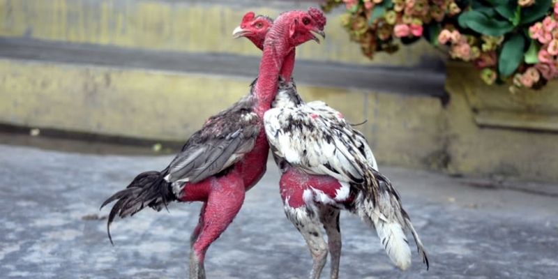 Hiểu về quy trình vần gà chọi và tầm quan trọng